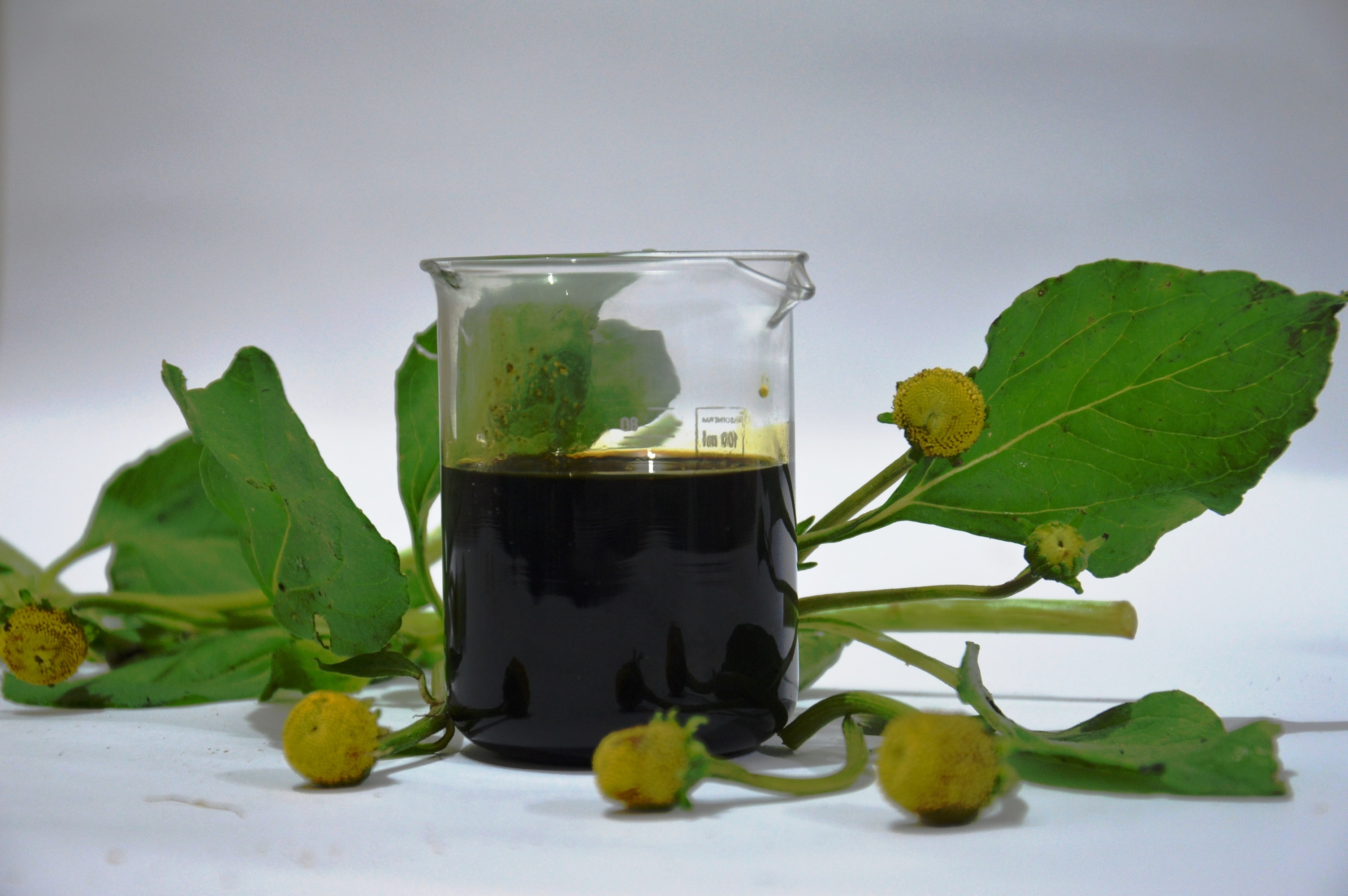 Já testou o óleo de Jambu? - Meio Ambiente