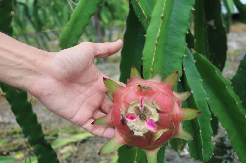 Produção baré de Pitaya e Abacaxi - Meio Ambiente