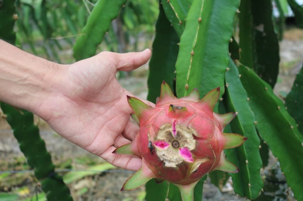 Produção baré de Pitaya e Abacaxi