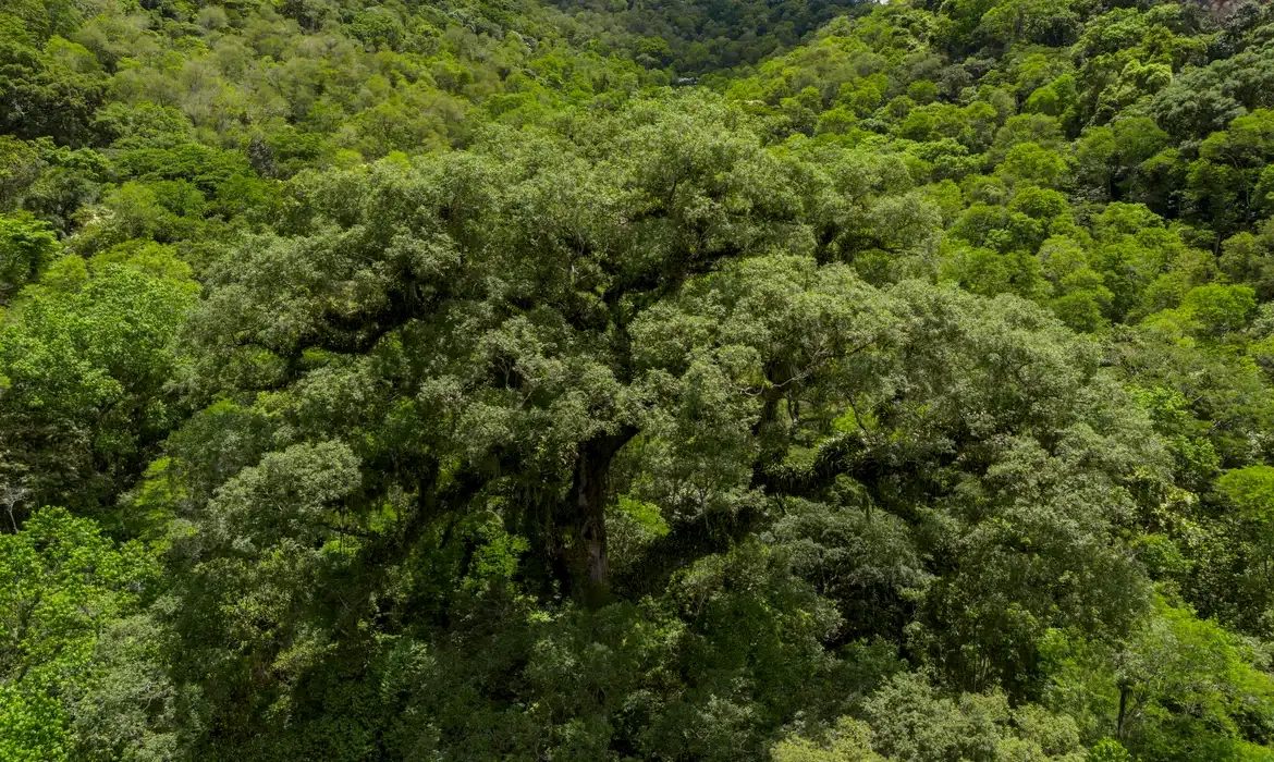 MMA e BNDES lançam primeiros editais do programa Restaura Amazônia